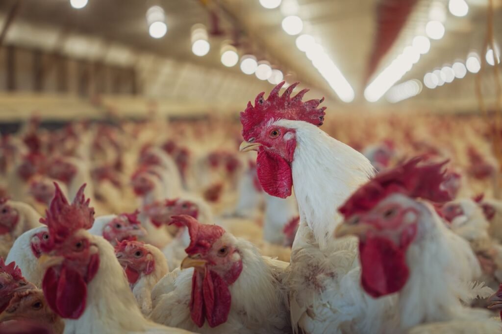 A vibrant and busy poultry farm with large crowd of white chickens.